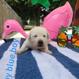 Labrador Retriever Puppies from Texas Finest English Labradors