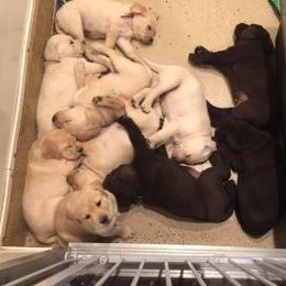 Labrador Retriever Puppies from Cedar Ranch Labrador Retrievers