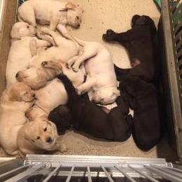 Labrador Retriever Puppies from Cedar Ranch Labrador Retrievers
