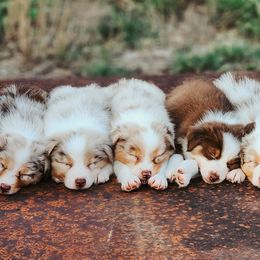 Australian Shepherd Puppies from River Reign Australian Shepherds