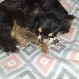 Truly - Chihuahua