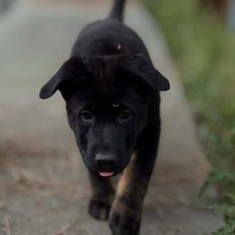 Girl 3 - female German Shepherd puppy in Spokane, Washington from Vom Haus Elbrus Kennel