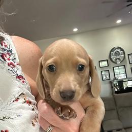 John - Red male Dachshund puppy in Palo Cedro, California from RK Doxies