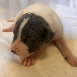 Purple Girl - Blue and white female Great Dane puppy in Albertville, Alabama from Wild Willow Danes