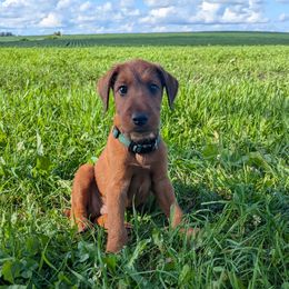 Green Boy - Red male Irish Terrier puppy in Spring Valley, Minnesota from Back Country Terriers