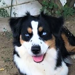 Hallie - Miniature American Shepherd