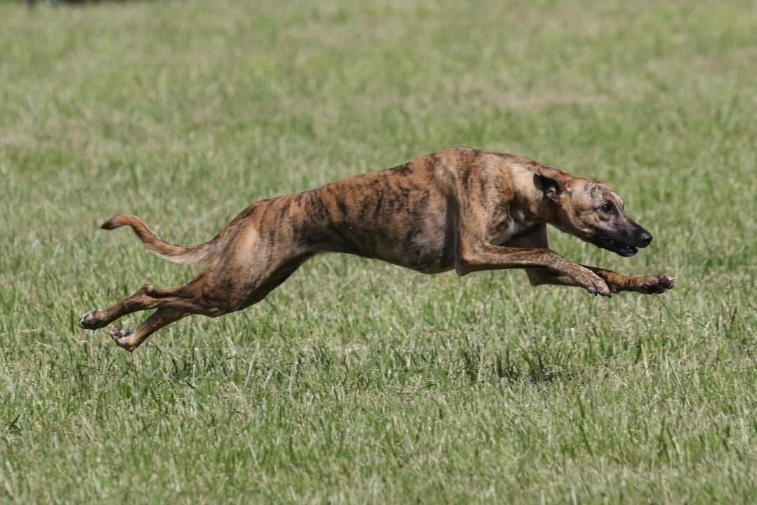 Keen Whippets in Oklahoma Whippet puppies Good Dog