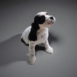 AKC Sunny - Black white and tan female Cocker Spaniel puppy in Midlothian, Virginia from Swift Creek Cocker Spaniels