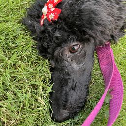 Miniature Schnauzer and Poodle All Grown Up from Bewitching Kennels