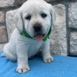 Boy 4 - male Labrador Retriever puppy in Mansfield, Missouri from Leadhill Labs