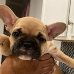 French Bulldogs from 4 Palms Frenchies