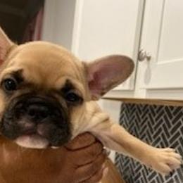 French Bulldogs from 4 Palms Frenchies