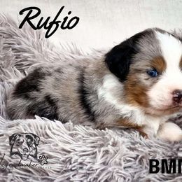 RUFIO - Miniature American Shepherd puppy from Willow Lane Ranch