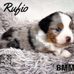 RUFIO - Miniature American Shepherd puppy from Willow Lane Ranch