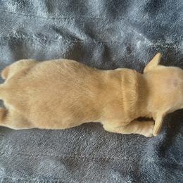 Dachshund Puppies from Carranza Puppy Farm