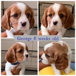 George - Blenheim male Cavalier King Charles Spaniel puppy in Atwater, California from Countryside Royalty Cavaliers