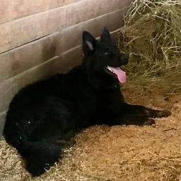 German Shepherds from Saddle up Farm