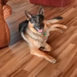 Huk - German Shepherd