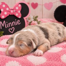 Minnie - Red merle female Australian Shepherd puppy in Placerville, California from BFF Aussies