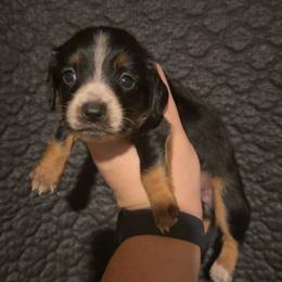 Rosie - Chocolate and tan female Dachshund puppy in Liberty, Mississippi from Liberty Oaks Aussies and Dachshunds