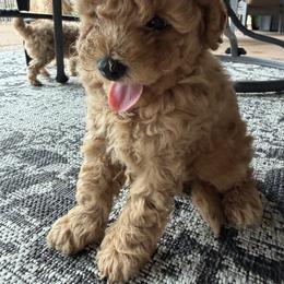 Blue - Cafe au lait male Maltipoo puppy in Union City, Tennessee from Rosie’s Maltipoo’s