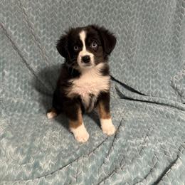 Jovi - Black tri female Miniature Australian Shepherd puppy in Washington, Indiana from Southern Indiana Mini Aussies