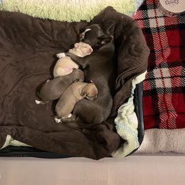 Chihuahua puppies from Arizona Dream Chihuahuas