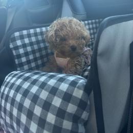 Hazelnut - Apricot female Poodle puppy in Tempe, Arizona from Teacups & Toys