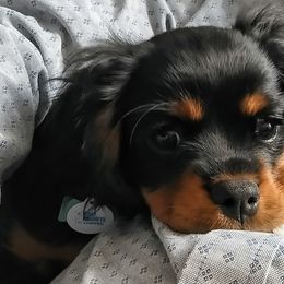 Cavalier King Charles Spaniels from Royal Garden Cavaliers