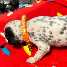 Girl 3 - White and black Dalmatian puppy in Elko, Nevada from Knotts Dalmatians