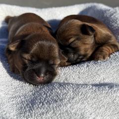 Shorkie puppies from Yorkies of Escondido
