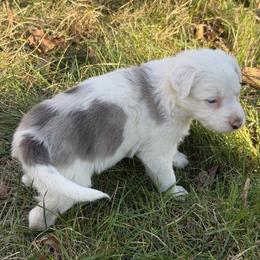Pillow - Slate merle male Border Collie puppy in Berkeley Springs, West Virginia from Sagehill Agility