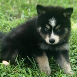 Pomsky Puppies from River Enz Pomskies