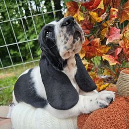 Hyde - Black and white male Basset Hound puppy in Big Rapids, Michigan from Basket Hound Bassets