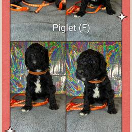 Piglet - Black female Goldendoodle puppy in Water Valley, Mississippi from Olympian Doodles