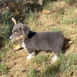 Yogi - AKC - Blue male Pembroke Welsh Corgi puppy in Millsap, Texas from BJ's Blessings