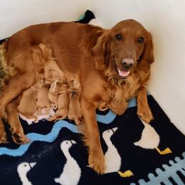 Golden Retriever puppies from Future Hope Goldens