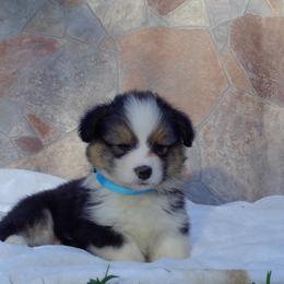 American Corgi and Pembroke Welsh Corgi Puppies from Kates Corgis