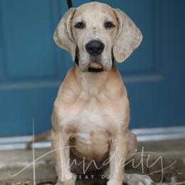 Lacey - Merle female Great Dane puppy in Denison, Texas from Hundeity Great Danes