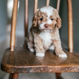Oakley - Golden male Cockapoo puppy in Altamonte Springs, Florida from The Perks of Pups