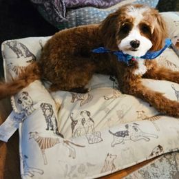 Cavapoo and Goldendoodle Puppies from French Creek Doodles