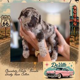 Da Ville - Chocolate female Goldendoodle puppy in Garland, Texas from Twilight Doodles