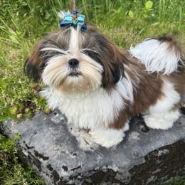 Boy 3 - male Shih Tzu puppy in New York, New York from Falling Star