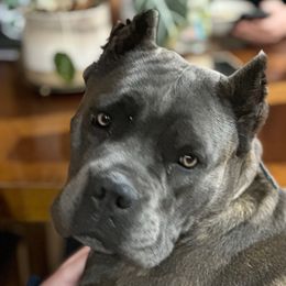 Kora - Cane Corso