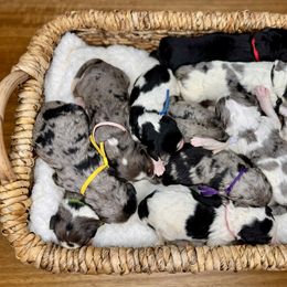 Bernedoodle Puppies from Teddy Bear Bernedoodles