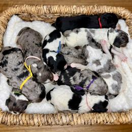 Bernedoodle Puppies from Teddy Bear Bernedoodles