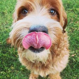 Goldendoodles from Arizona Doodle Pup Co