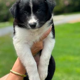 Border Collies from Outland Border Collies