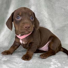 Female 2 - Chocolate female Dachshund puppy in Birmingham, Alabama from LongBottomDachshunds