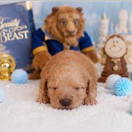 Beast - Cafe au lait male Poodle puppy in Hertford, North Carolina from Heaven Sent Shihpoo's